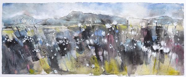 Cottongrass - The Three Peaks Cottongrass - The Three Peaks