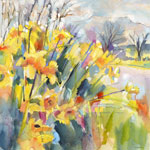 Golden Daffodils - Blencathra
